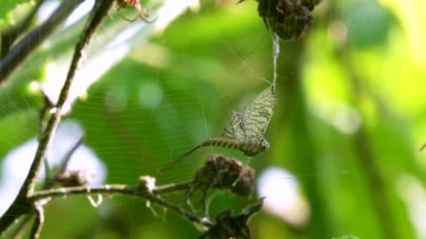 食肉动物和食肉动物 常见的球状网络蜘蛛 Metellina — 图库视频影像