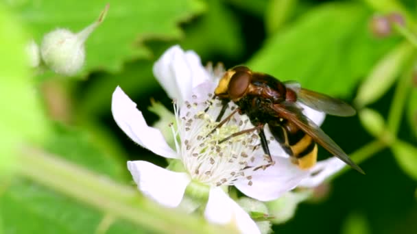 Eşek Arısı Hoverfly Volucella Zonaria Böğürtlen Çiçekleri Üzerinde — Stok video