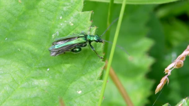 Swollen Thighed Beetle Oedemera Nobilis Green Leaf — Stock Video