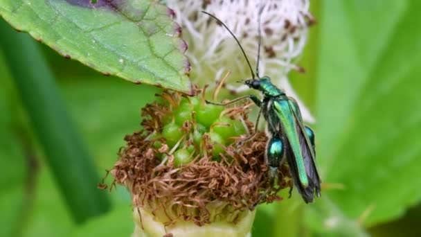 Σκαθάρι Πρησμένο Λαιμό Oedemera Nobilis Πράσινο Φύλλο — Αρχείο Βίντεο