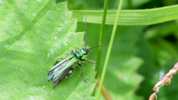 Geschwollener Schenkelkäfer Oedemera Nobilis Auf Einem Grünen Blatt — Stockvideo