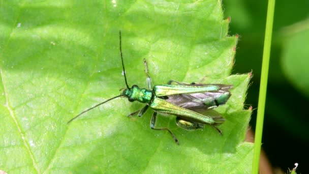 Escarabajo Muslos Hinchados Oedemera Nobilis Sobre Una Hoja Verde — Vídeos de Stock