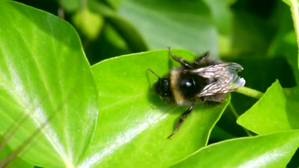 Бджола Bombus Bumblebee Зеленому Листі — стокове відео