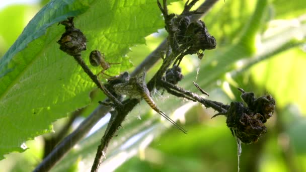 Predator Pradă Common Orb Web Spiders Metellina — Videoclip de stoc