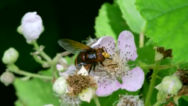 Hornissen Schwebfliege Volucella Zonaria Auf Den Blüten Der Brombeere — Stockvideo
