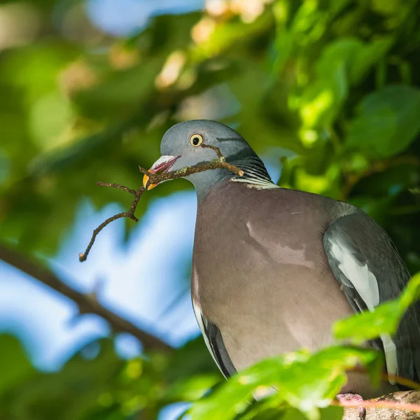 常见的木鸽 柱形棕榈鸟 喙上有枝条 — 图库照片