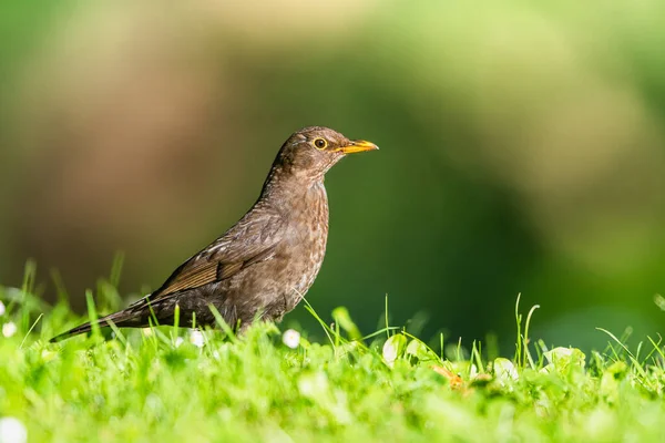 Femmina Merlo Turdus Merula Erba — Foto Stock