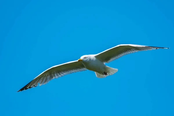 European Herring Gull Larus Argentatus Flight Blue Sky — Stock Photo, Image