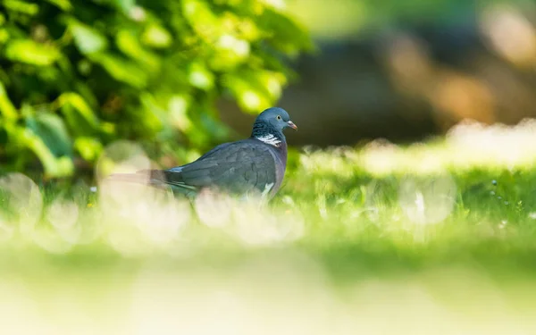 Gemeine Waldtaube Columba Palumbus Auf Gras — Stockfoto