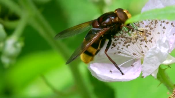 Hornet Hoverfly Volucella Zonaria Sobre Flores Amora — Vídeo de Stock