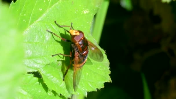 Hornet Hoverfly Volucella Zonaria緑色の葉 — ストック動画