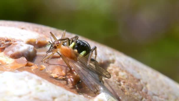 Ragadozó Zsákmány Réz Napugró Vagy Réz Napugró Ugrópók Heliophanus Cupreus — Stock videók