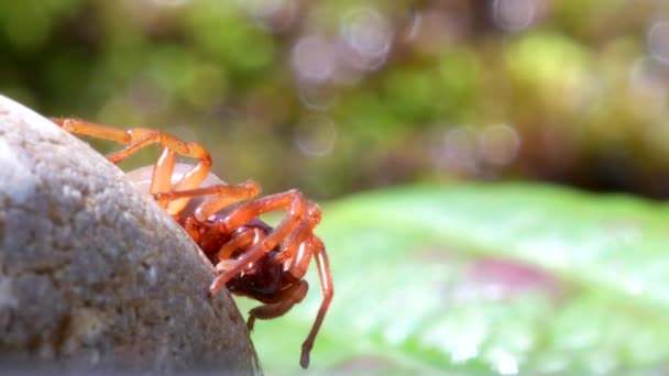 Arañas Británicas Woodlouse Spider Dysdera Crocata — Vídeo de stock