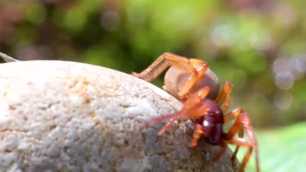 Pająki Brytyjskie Woodlouse Spider Dysdera Crocata — Wideo stockowe