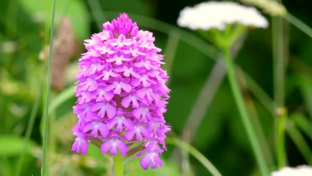 Vilda Orkidéer Pyramidal Orkidé Anacamptis Pyramidalis — Stockvideo