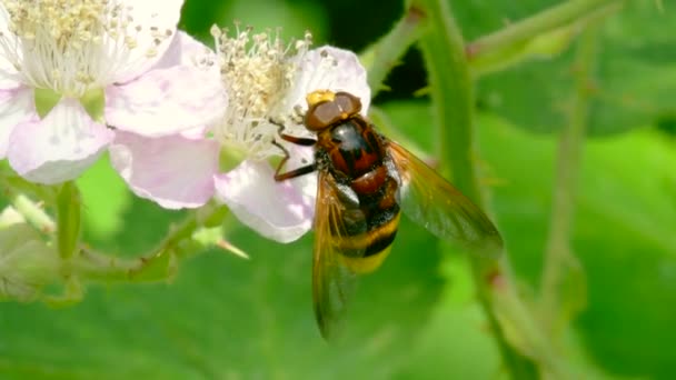 Hornet Hoverfly Volucella Zonaria Flowers Blackberry — Stock Video