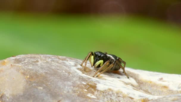 Feminino Cobre Sun Jumper Cobre Sun Jumper Jumping Spider Heliophanus — Vídeo de Stock