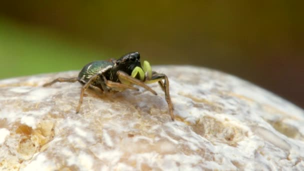 Feminino Cobre Sun Jumper Cobre Sun Jumper Jumping Spider Heliophanus — Vídeo de Stock