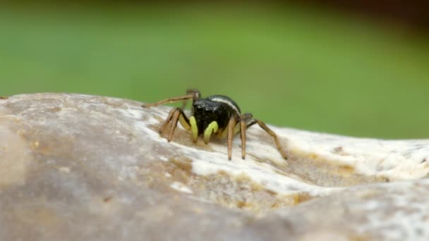 Weibchen Von Kupfer Sonnenspringer Oder Kupfer Sonnenspringer Springspinne Heliophanus Cupreus — Stockvideo