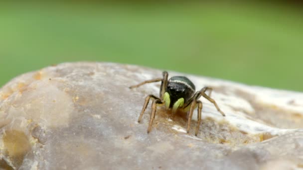 Самка Медного Прыгуна Солнца Медный Прыгун Солнца Прыгающий Паук Heliophanus — стоковое видео