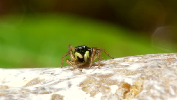 Самка Медного Прыгуна Солнца Медный Прыгун Солнца Прыгающий Паук Heliophanus — стоковое видео