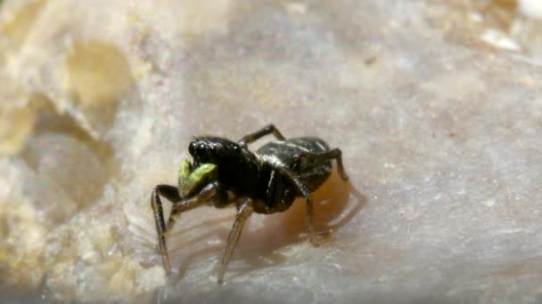 Самка Медного Прыгуна Солнца Медный Прыгун Солнца Прыгающий Паук Heliophanus — стоковое видео