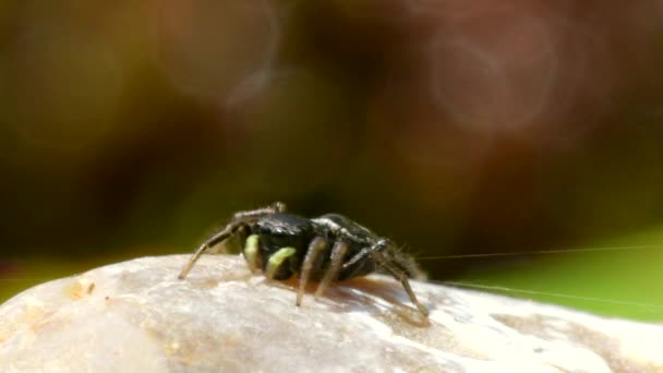 Feminino Cobre Sun Jumper Cobre Sun Jumper Jumping Spider Heliophanus — Vídeo de Stock