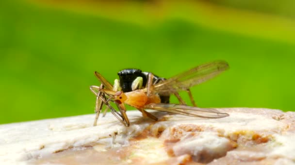 プレデターとプレイ 銅サンジャンパまたは銅サンジャンパの女性 ジャンプスパイダー Heliophanus Cupreus — ストック動画