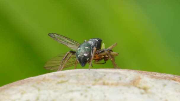 Predator Prey Copper Sun Jumper Copper Sun Jumper Jumper Jumping — Stok video