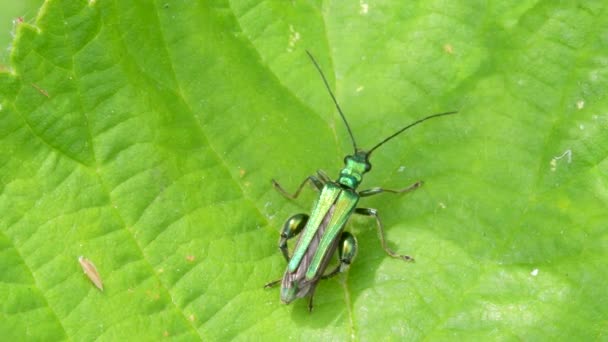 Şişmiş Kalçalı Böcek Yeşil Yapraklı Oedemera Nobilis — Stok video