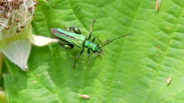 Swollen Thighed Beetle Oedemera Nobilis Green Leaf — 비디오