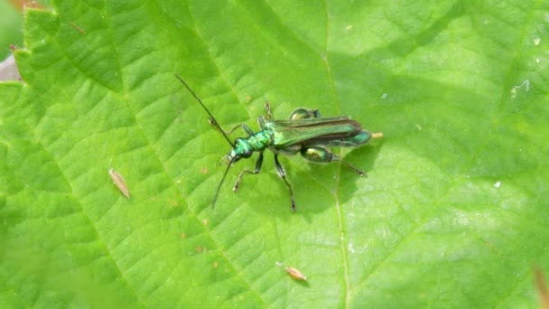 Kumbang Bengkak Paha Oedemera Nobilis Pada Daun Hijau — Stok Video