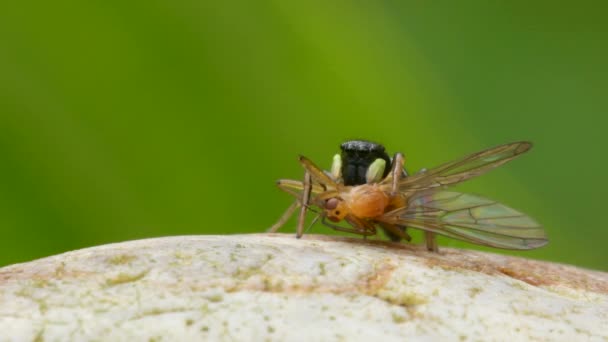 Predator Prey Copper Sun Jumper Copper Sun Jumper Jumper Jumping — Stok video