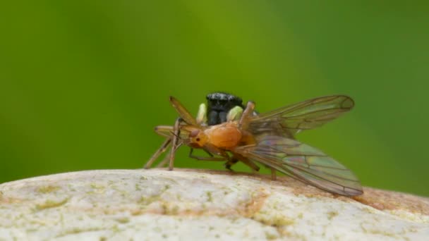 Predator Prey Mujer Cobre Sun Jumper Copper Sun Jumper Jumping — Vídeos de Stock