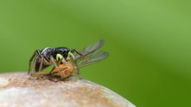 Predator Prey Copper Sun Jumper Copper Sun Jumper Jumper Jumping — Stok video