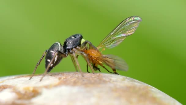 プレデターとプレイ 銅サンジャンパまたは銅サンジャンパの女性 ジャンプスパイダー Heliophanus Cupreus — ストック動画