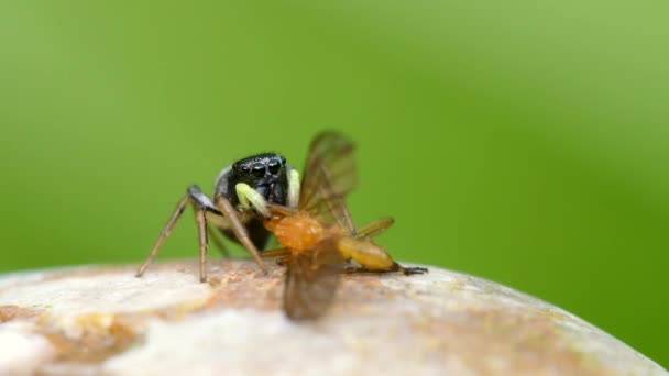 Predator Prey Mujer Cobre Sun Jumper Copper Sun Jumper Jumping — Vídeos de Stock