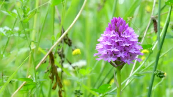 Orquídeas Silvestres Orquídea Piramidal Anacamptis Pyramidalis — Vídeos de Stock