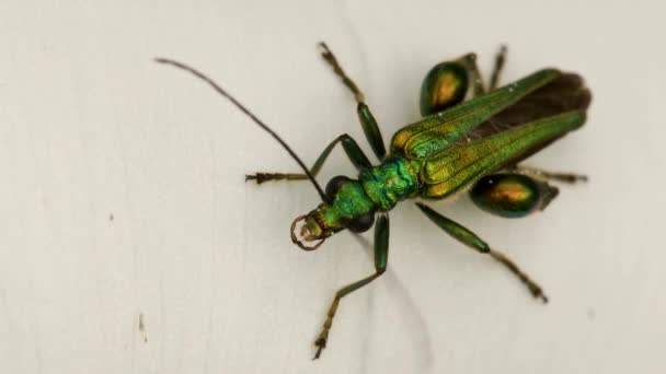 Gezwollen Biet Oedemera Nobilis Een Witte Bloem — Stockvideo