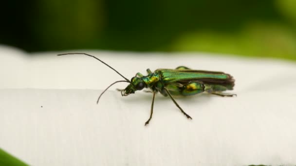 Σκαραβαίος Oedemera Nobilis Λευκό Λουλούδι — Αρχείο Βίντεο