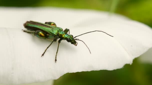 Gezwollen Biet Oedemera Nobilis Een Witte Bloem — Stockvideo