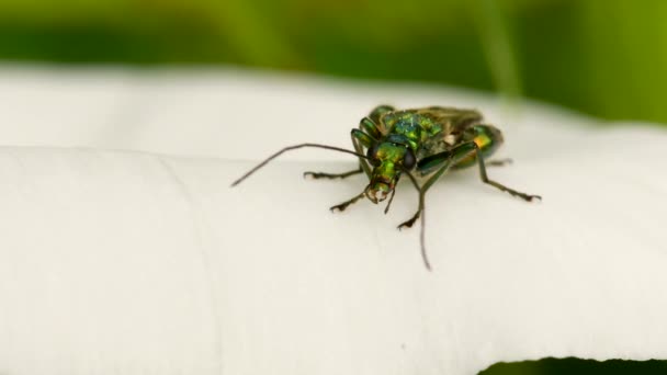 Swollen Thighed Beetle Oedemera Nobilis White Flower — Stock Video