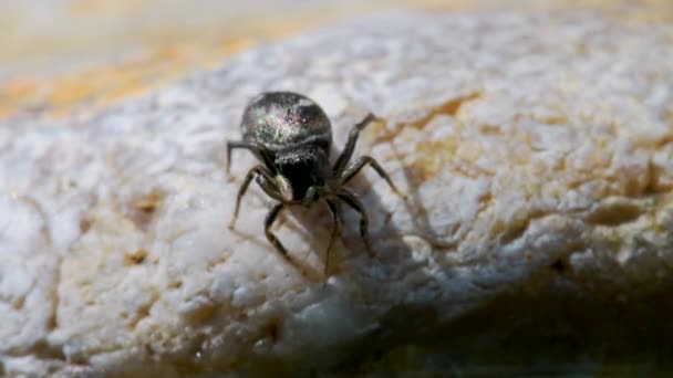 Mujer Cobre Sun Jumper Cobre Sun Jumper Salto Araña Heliophanus — Vídeos de Stock