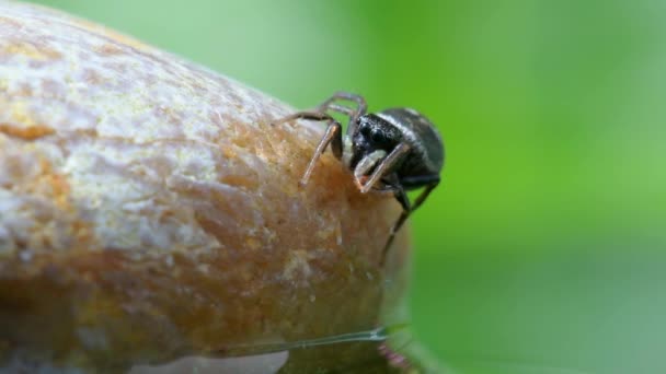 Feminino Cobre Sun Jumper Cobre Sun Jumper Jumping Spider Heliophanus — Vídeo de Stock