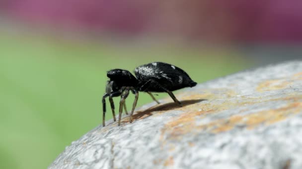 Самка Медного Прыгуна Солнца Медный Прыгун Солнца Прыгающий Паук Heliophanus — стоковое видео