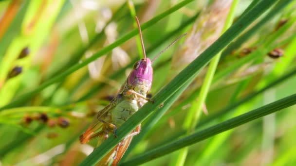 Pink Grasshopper Jovem Mulher Meadow Grasshopper Chorthippus Parallelus — Vídeo de Stock