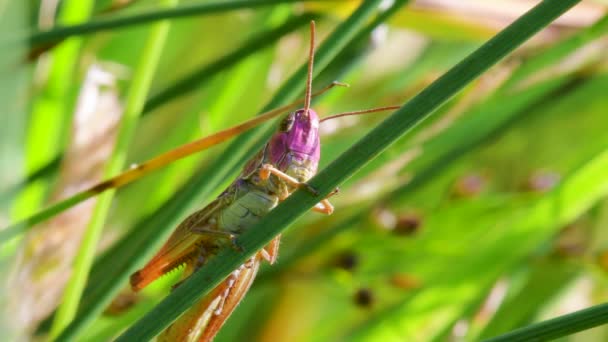 Pink Grasshopper Meadow Grasshopper Chorthippus Parallelus的年轻女性 — 图库视频影像