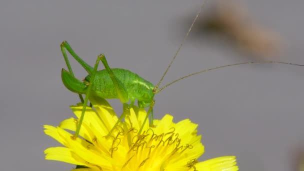 Ninfa Femenina Del Grillo Bush Salpicado Leptophyes Punctatissima — Vídeos de Stock