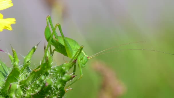 Ninfa Feminina Speckled Bush Cricket Leptophyes Punctatissima — Vídeo de Stock