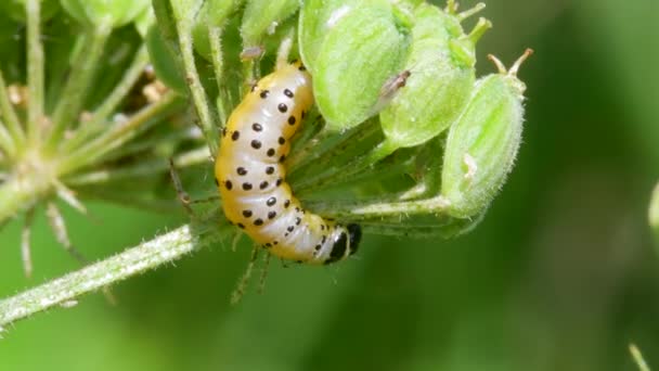 Parsnip Moth Caterpillar Depressaria Radiella — Stock Video